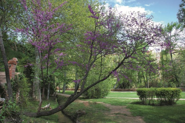 Las mejores ofertas de BALNEARIO SERON Jaraba 