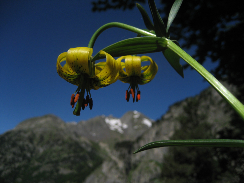 Las mejores ofertas de Nievesol Formigal