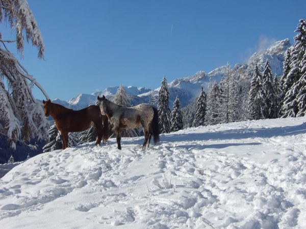 Las mejores ofertas de Villa Kofler Wonderland Resort Campitello Di Fassa 