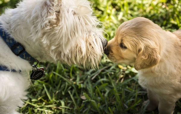 Las mejores ofertas de The Old Rectory Inn CALLANDER