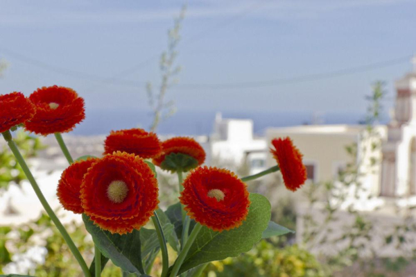 Las mejores ofertas de Villa Popi Santorini