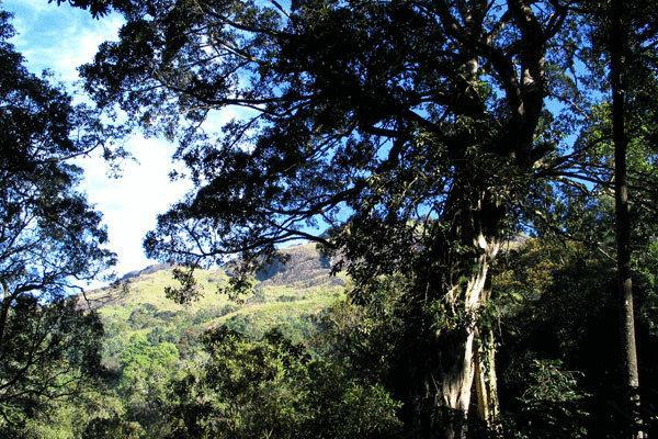 Las mejores ofertas de The Tall Trees MUNNAR