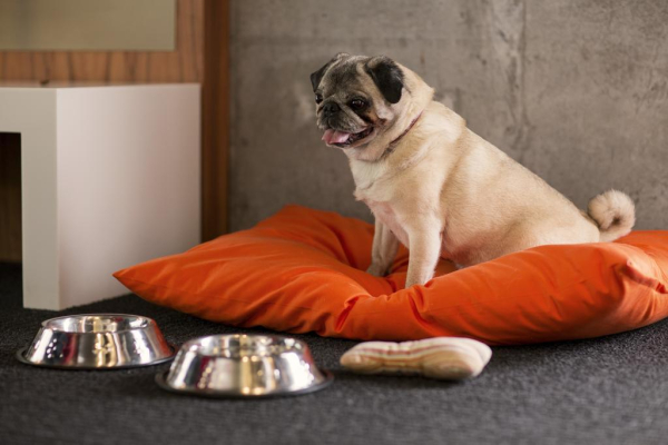 Las mejores ofertas de Hôtel Alt Montréal Montreal