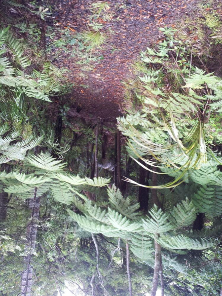 Las mejores ofertas de Bush Sand And Sea Auckland 