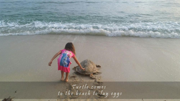 Las mejores ofertas de Trikora Beach Club & Resort BINTAN ISLAND