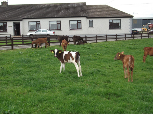 Las mejores ofertas de Ave Maria Farmhouse Sligo