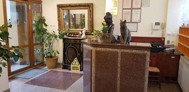 Las mejores ofertas de Michelangelo Bucarest