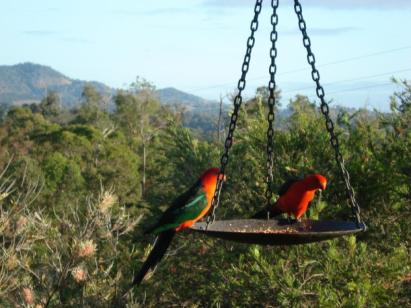 Las mejores ofertas de Amamoor Lodge Sunshine Coast