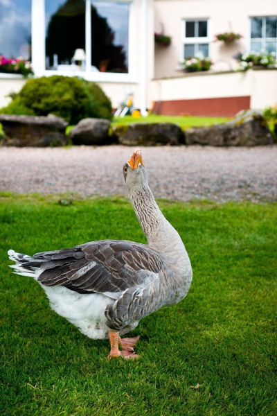Las mejores ofertas de Harvey'S Point Country Donegal