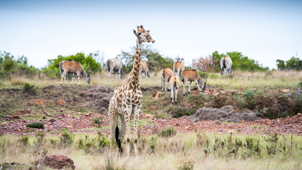 Las mejores ofertas de Gondwana Game Reserve Kleinberg