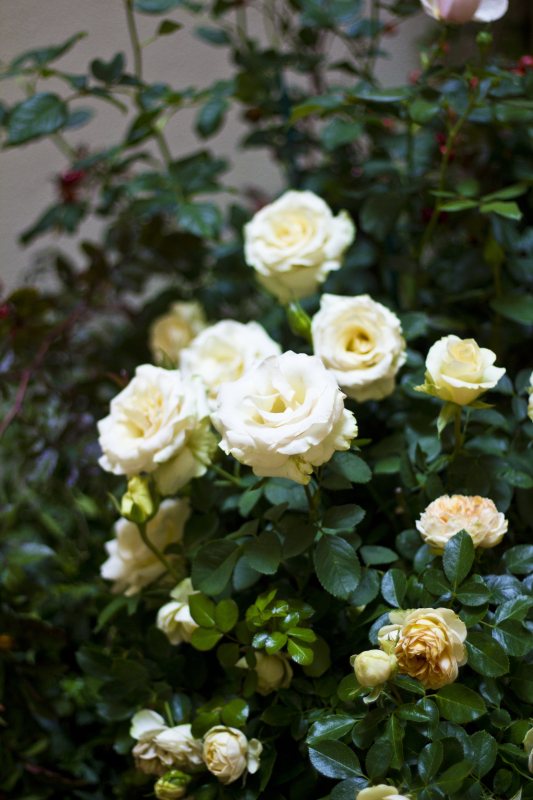 Las mejores ofertas de Residence Hilda Florencia