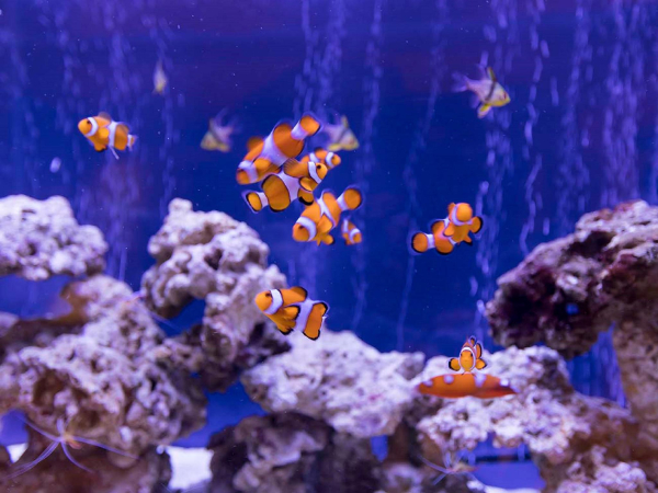 Las mejores ofertas de Yukai Resort Onsen Resort Hotel Toba Saichoraku Toba