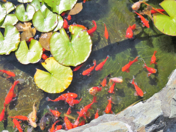 Las mejores ofertas de Admirals Motor Lodge Marlborough