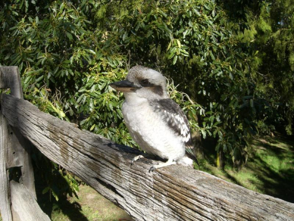 Las mejores ofertas de Kalimna Woods Cottages Gippsland and Lakes Region