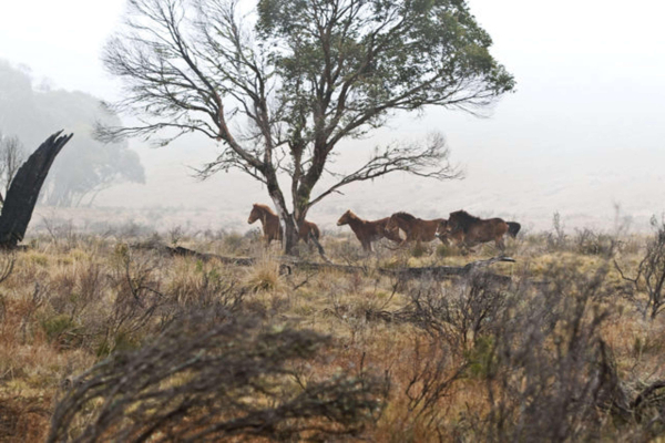 Las mejores ofertas de Best Western Motel Farrington Snowy Mountains