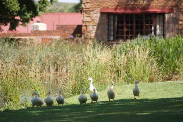 Las mejores ofertas de Urban Hip Hotels- Critchley Hackle Mpumalanga