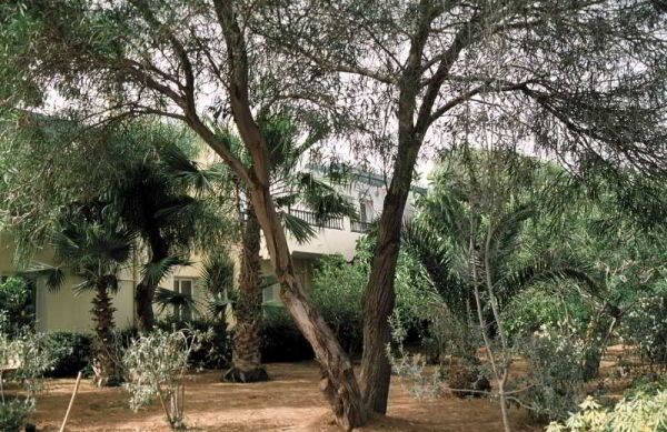 Las mejores ofertas de Dessole Garden Beach Resort Skanes