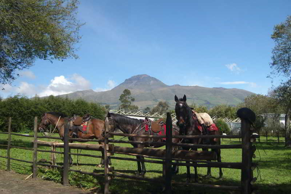 Las mejores ofertas de Hosteria Papagayo Machachi 