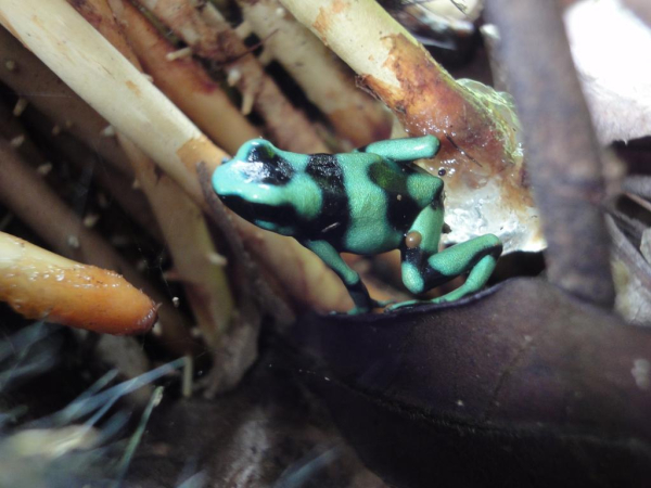 Las mejores ofertas de Cabinas Los Almendros Limitada Central Pacific Beaches in Costa Rica