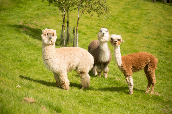 Las mejores ofertas de Clanard Court Hotel Kildare