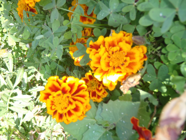 Las mejores ofertas de Ilioxenia Karfas