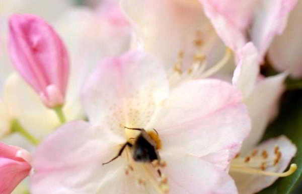 Las mejores ofertas de Best Western  Hotel Restaurant Fidder Zwolle 