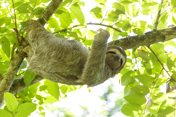 Las mejores ofertas de Cuna del Angel South Pacific Beaches In Costa Rica