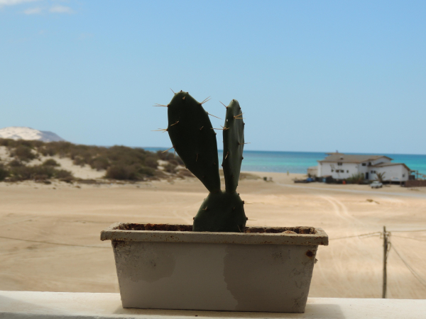 Las mejores ofertas de Casa Velha Resort Sal Rei