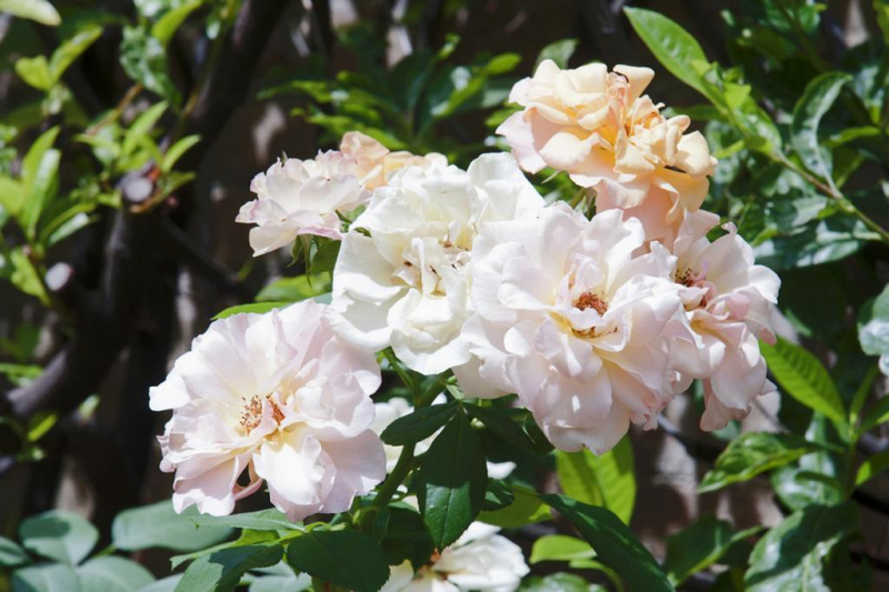 Arcobaleno Boutique Hotel