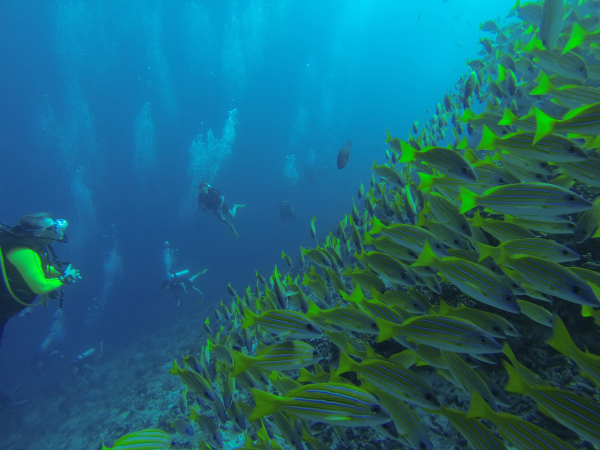 Las mejores ofertas de Dhawa Ihuru North Male Atoll
