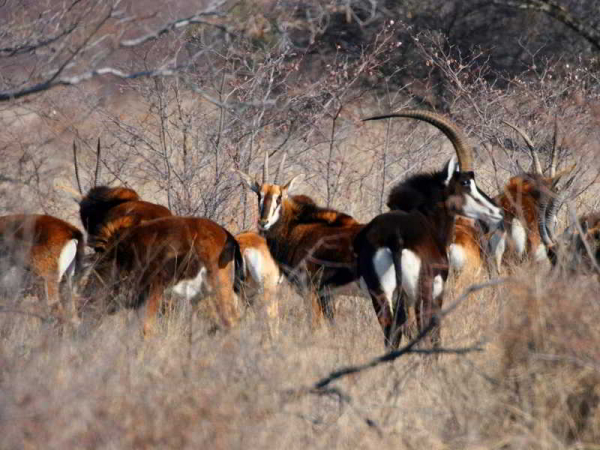 Las mejores ofertas de Ditholo Game Lodge Bela Bela (warmbaths) 