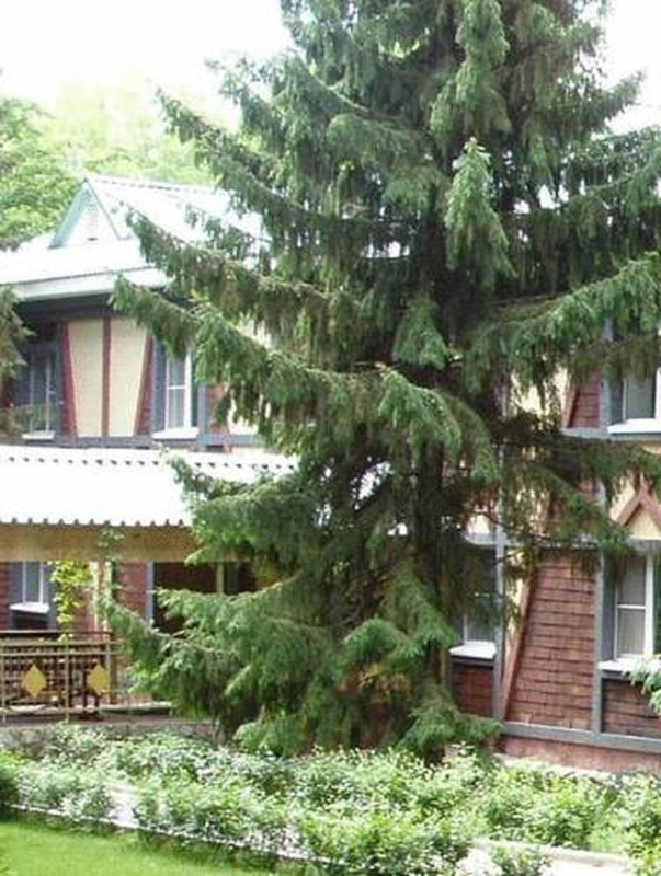 Las mejores ofertas de Gorodok Samara