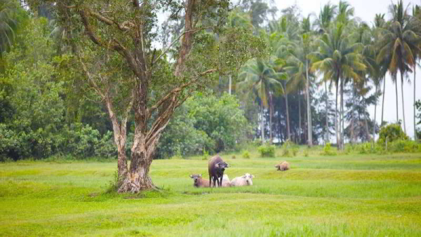 Las mejores ofertas de Nantra De Deluxe Ban Nua Khlong