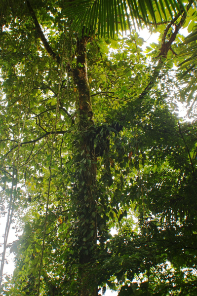 Las mejores ofertas de Lost Iguana Resort & Spa Arenal Volcano National Park