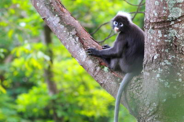 Las mejores ofertas de Ambong Ambong Langkawi Rainforest Retreat Langkawi Island