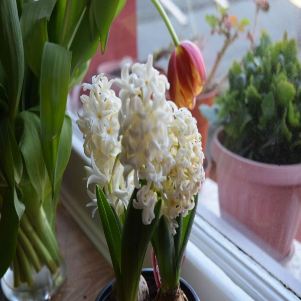 Las mejores ofertas de Charlies Londres