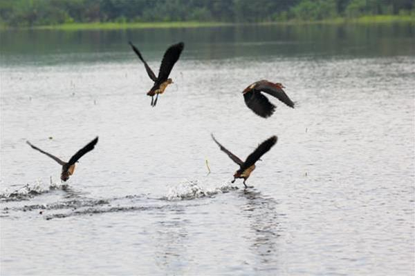 Las mejores ofertas de Owinka Lake Resort Kalutara