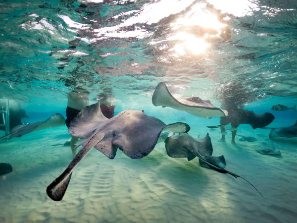 Las mejores ofertas de Wyndham Reef Resort George Town 