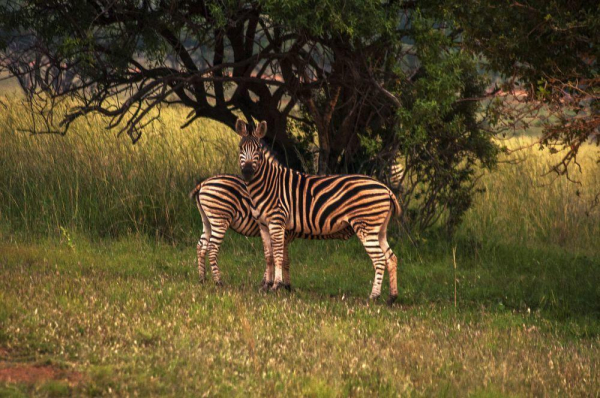 Las mejores ofertas de Kedar Country Lodge, Conference Centre and Spa Sun City