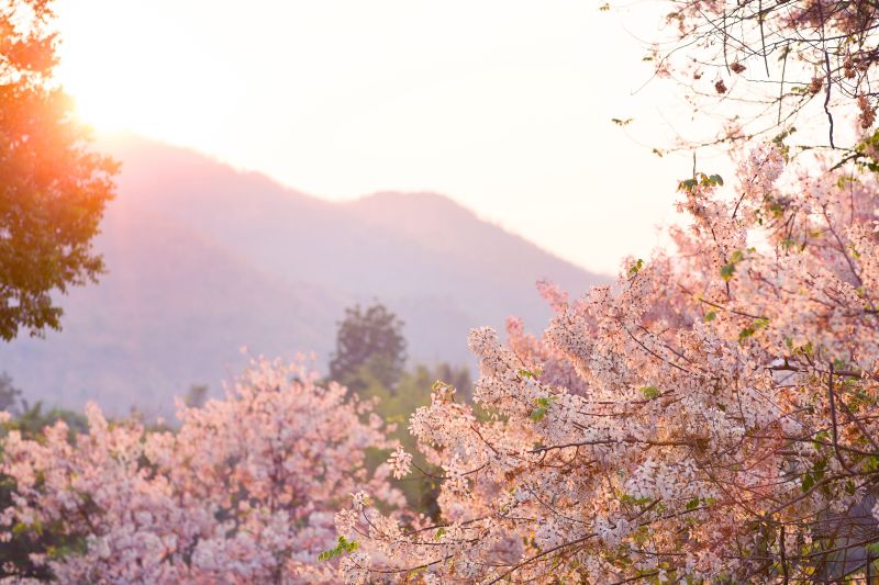 Mida Resort Kanchanaburi