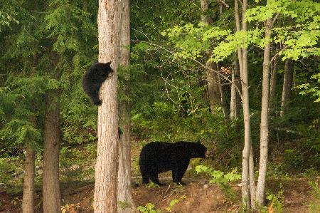 Las mejores ofertas de POURVOIRIE DU LAC BLANC Saint-alexis-des-monts