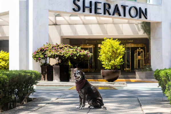 Las mejores ofertas de Sheraton Mexico City Maria Isabel Hotel Ciudad de Mexico