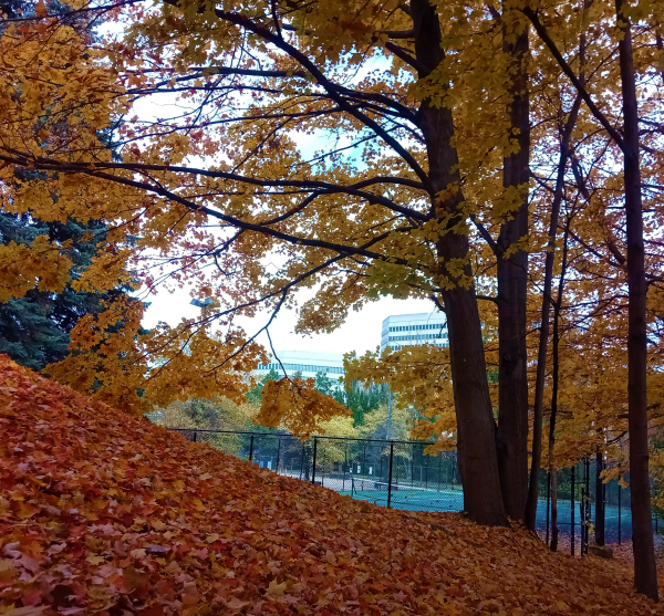 Las mejores ofertas de Pan Pacific Toronto Toronto