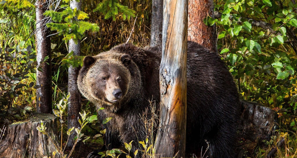 Las mejores ofertas de Glacier Mountaineer Lodge Golden