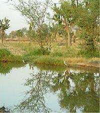 Las mejores ofertas de Desert Resort Nawalgarh 