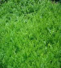 Las mejores ofertas de L' Hortal Barruera