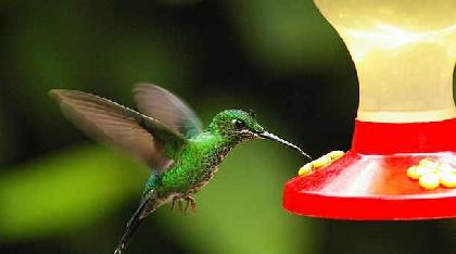 COSTA RICA ESENCIAL COSTA RICA ESENCIAL