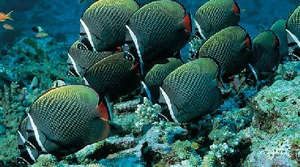 NORTE DE TAILANDIA CON PHUKET NORTE DE TAILANDIA CON PHUKET