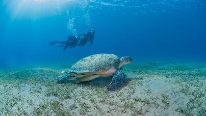 PARAISOS DEL MAR ROJO 