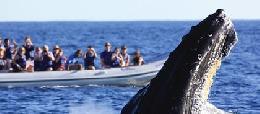 !Vamos a ver ballenas! !Vamos a ver ballenas!
